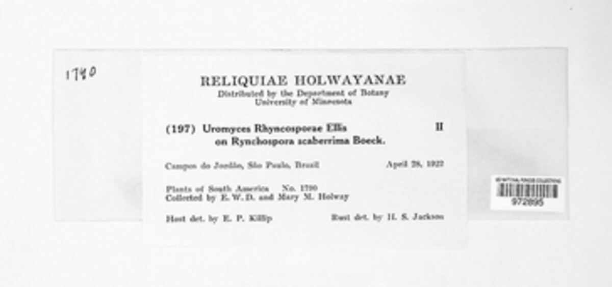 Uromyces rhynchosporae image